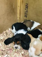 Fred (SOLD), a male Basset Hound for sale in North Manchester, IN – 2 of 2