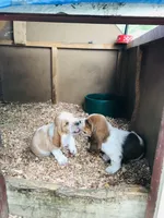 Walter (ON HOLD), a male Basset Hound for sale in North Manchester, IN – 5 of 6