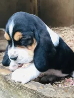 Jewel (SOLD), a female Basset Hound for sale in North Manchester, IN – 2 of 4