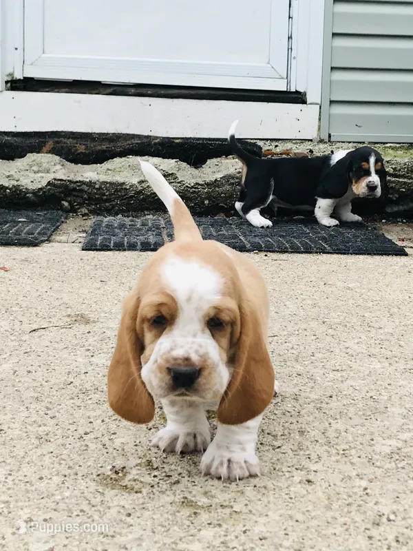 Walter – Basset Hound puppy for sale in North Manchester, IN