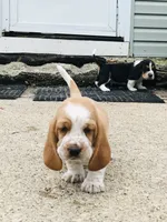 Walter (ON HOLD), a male Basset Hound for sale in North Manchester, IN – 2 of 6