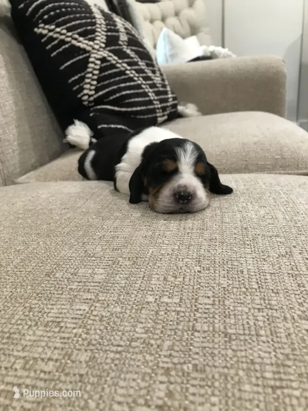 Buddy – Basset Hound puppy for sale in North Manchester, IN