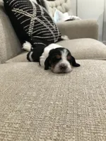 Buddy, a male Basset Hound for sale in North Manchester, IN – 1 of 3