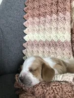 Walter, a male Basset Hound for sale in North Manchester, IN – 3 of 4