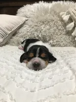 Fred, a male Basset Hound for sale in North Manchester, IN – 5 of 5