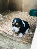 Jewel (SOLD), a female Basset Hound for sale in North Manchester, IN – 4 of 4