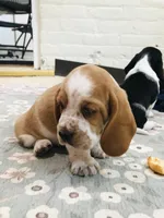 Walter (ON HOLD), a male Basset Hound for sale in North Manchester, IN – 6 of 6