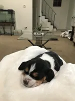 Jewel, a female Basset Hound for sale in North Manchester, IN – 2 of 5