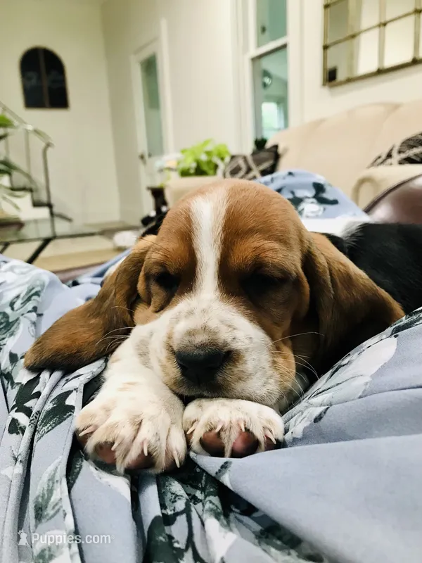 Gus – Basset Hound puppy for sale in North Manchester, IN