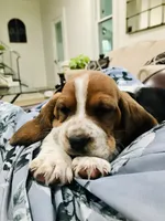 Gus, a male Basset Hound for sale in North Manchester, IN – 2 of 6