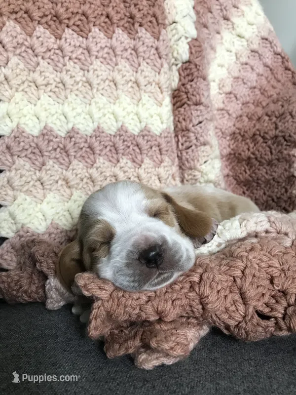 Walter – Basset Hound puppy for sale in North Manchester, IN