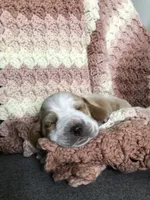 Walter, a male Basset Hound for sale in North Manchester, IN – 1 of 4