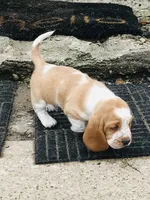 Walter (ON HOLD), a male Basset Hound for sale in North Manchester, IN – 3 of 6