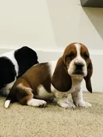 Gus, a male Basset Hound for sale in North Manchester, IN – 3 of 6