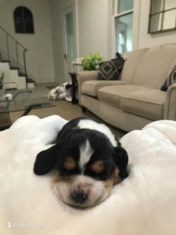 Jewel – Basset Hound puppy for sale in North Manchester, IN