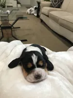 Jewel, a female Basset Hound for sale in North Manchester, IN – 4 of 5