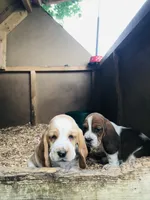 Walter (ON HOLD), a male Basset Hound for sale in North Manchester, IN – 4 of 6