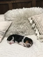 Fred, a male Basset Hound for sale in North Manchester, IN – 4 of 5
