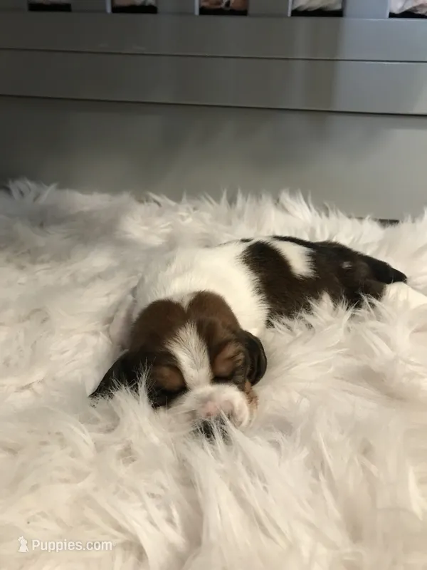 Gus – Basset Hound puppy for sale in North Manchester, IN