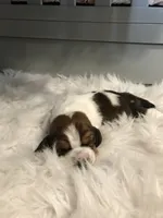 Gus, a male Basset Hound for sale in North Manchester, IN – 1 of 2