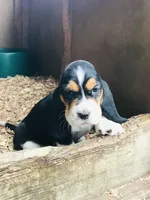 Jewel (SOLD), a female Basset Hound for sale in North Manchester, IN – 3 of 4