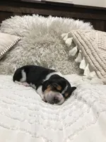 Fred, a male Basset Hound for sale in North Manchester, IN – 3 of 5