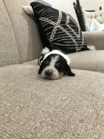 Buddy, a male Basset Hound for sale in North Manchester, IN – 3 of 3