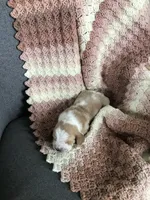 Walter, a male Basset Hound for sale in North Manchester, IN – 4 of 4