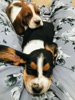 Buddy, a male Basset Hound for sale in North Manchester, IN – 2 of 4