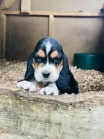 Jewel (SOLD), a female Basset Hound for sale in North Manchester, IN – 1 of 4