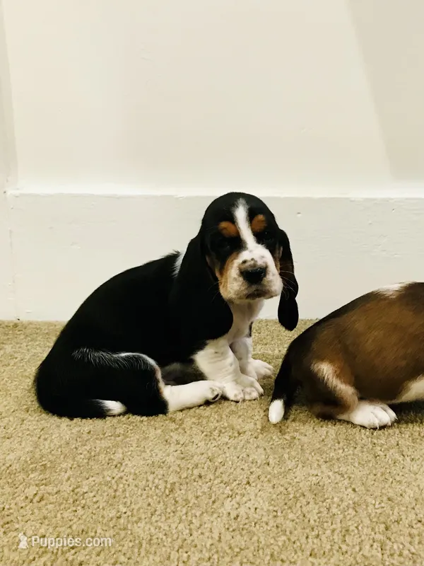 Buddy – Basset Hound puppy for sale in North Manchester, IN