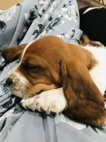 Gus, a male Basset Hound for sale in North Manchester, IN – 4 of 6