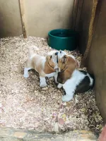 Gus, a male Basset Hound for sale in North Manchester, IN – 6 of 6