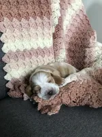 Walter, a male Basset Hound for sale in North Manchester, IN – 2 of 4
