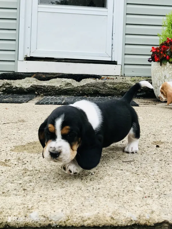 Buddy – Basset Hound puppy for sale in North Manchester, IN