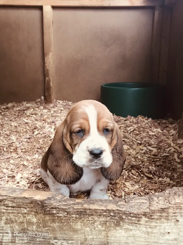 Gus – Basset Hound puppy for sale in North Manchester, IN