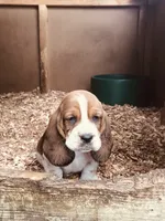 Gus, a male Basset Hound for sale in North Manchester, IN – 1 of 6