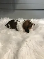 Gus, a male Basset Hound for sale in North Manchester, IN – 2 of 2