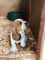 Gus, a male Basset Hound for sale in North Manchester, IN – 5 of 6