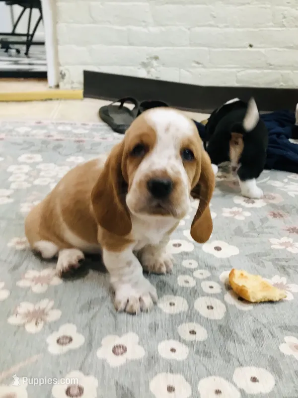 Walter – Basset Hound puppy for sale in North Manchester, IN
