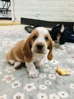 Walter (ON HOLD), a male Basset Hound for sale in North Manchester, IN – 1 of 6