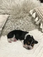 Fred, a male Basset Hound for sale in North Manchester, IN – 2 of 5