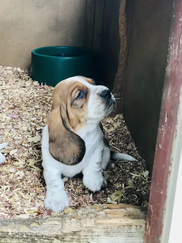 Gus – Basset Hound puppy for sale in North Manchester, IN