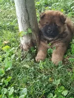 Chow Chow, a female Chow Chow for sale in Newport, KY – 2 of 2