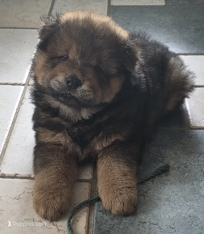 Chow Chow – Chow Chow puppy for sale in Newport, KY