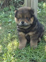 Chow Chow, a female Chow Chow for sale in Newport, KY – 2 of 2