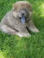 Chow Chow, a male Chow Chow for sale in Newport, KY – 2 of 3