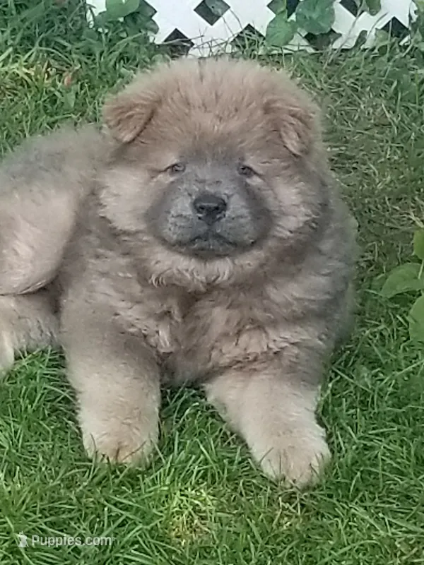 Chow Chow – Chow Chow puppy for sale in Newport, KY