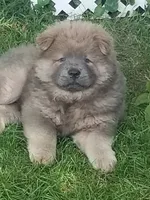 Chow Chow, a male Chow Chow for sale in Newport, KY – 1 of 3