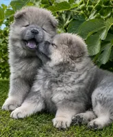 Chow Chow, a male Chow Chow for sale in Newport, KY – 3 of 3